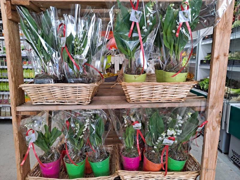 Compositions de muguet à offrir dans vos jardineries coopératives agricoles à Six Fours et à Sanary près de Toulon