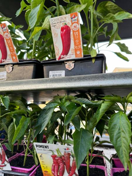 Poivron rouge Lamuyo en godet dans nos 2 magasins dans votre coopérative agricole près des centres-villes de Sanary et de Six Fours près de Toulon dans le Var