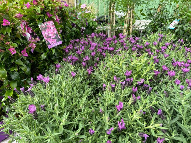 Lavande papillon Lavandula stoechas dans votre jardinerie coopérative agricole SOPAVAR à Six Fours et à Sanary près de Toulon dans le Var