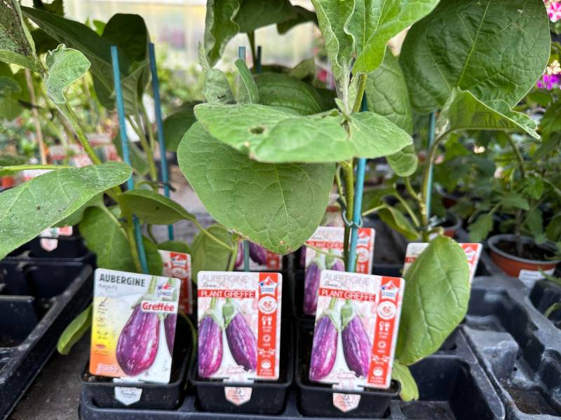 Aubergines striée Rania dans votre jardinerie coopérative agricoles Sopavar à Sanary et à Six Fours près de Toulon dans le Var