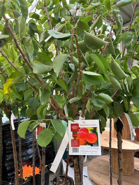 Arbres fruitiers dans nos 2 magasins dans votre coopérative agricole près des centres-villes de Sanary et de Six Fours près de Toulon dans le Var