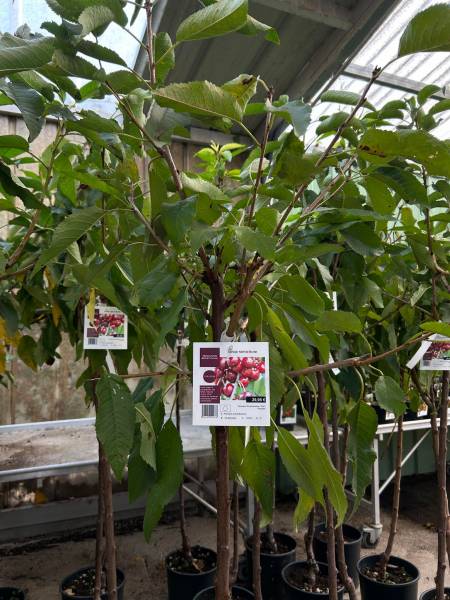 Pépinières Arbres fruitiers dans votre coopérative agricole Sopavar à Sanary et à Six Fours près de Toulon dans le Var