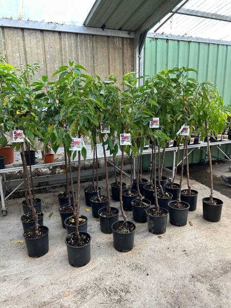 Cerisiers Bigarreau Burlat abricotier cerisier prunier pêcher dans votre jardinerie coopérative agricole SOPAVAR à Six Fours et à Sanary près de Toulon dans le Var