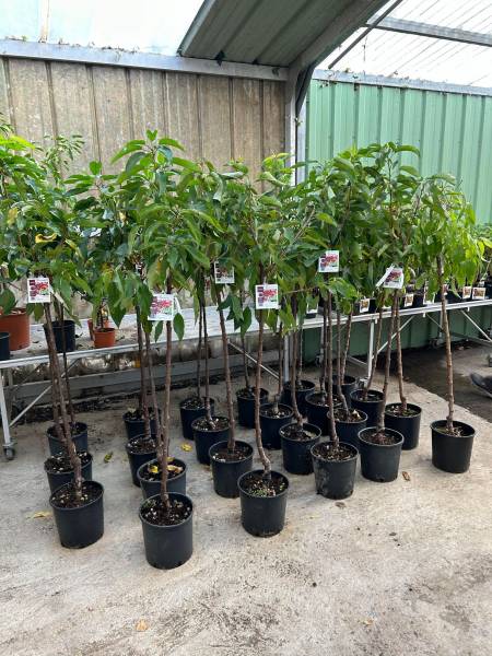 Amandiers à coque tendre et arbres fruitiers dans votre jardinerie coopérative agricole Sopavar à Sanary et à Six Fours près de Toulon dans le Var