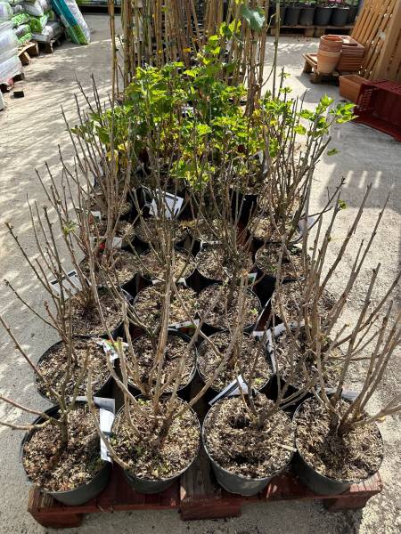 Arbustes à petits fruits dans nos 2 magasins dans votre coopérative agricole près des centres-villes de Sanary et de Six Fours près de Toulon dans le Var