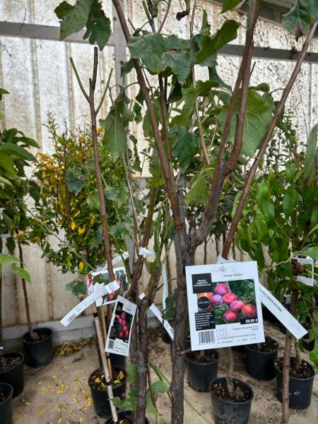 Cerisiers Bigarreau Burlat et arbres fruitiers dans votre jardinerie coopérative agricole Sopavar à Sanary et à Six Fours près de Toulon dans le Var