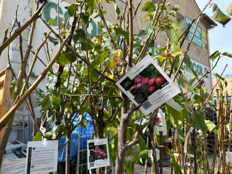 Les Cerisiers Bigarreau Burlat et arbres fruitiers à découvrir dans vos coopératives agricoles Sopavar à Sanary et à Six Fours près de Toulon dans le Var