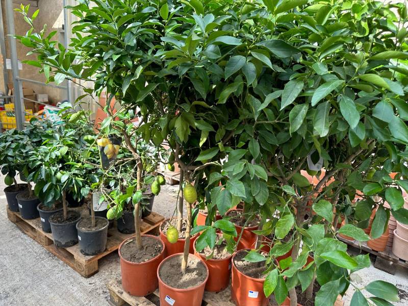 Abricotiers Rouge du Roussillon abricotier cerisier prunier pêcher dans votre jardinerie coopérative agricole SOPAVAR à Six Fours et à Sanary près de Toulon dans le Var