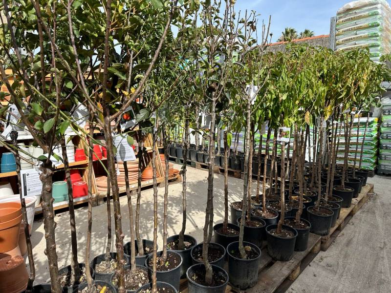 Framboisier Vigne Groseiller Cassissier dans votre jardinerie coopérative agricole SOPAVAR à Six Fours et à Sanary près de Toulon dans le Var