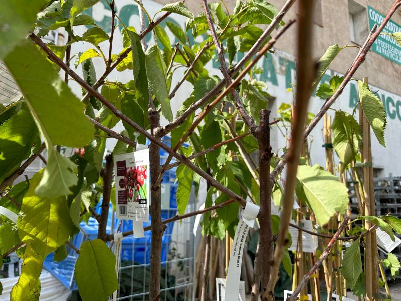 Cerisiers Bigarreau Burlat pommier poirier kaki noyer dans votre coopérative agricole Sopavar à Sanary et à Six Fours près de Toulon dans le Var