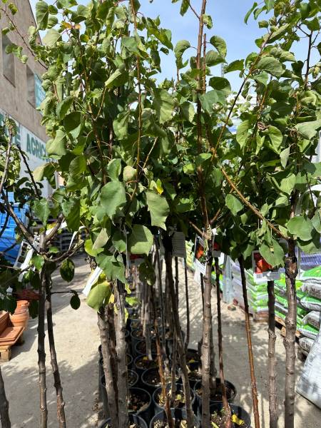 Les Abricotiers Rouge du Roussillon et les arbres fruitiers c’est dans votre jardinerie Sopavar à Sanary et à Six Fours près de Toulon dans le Var