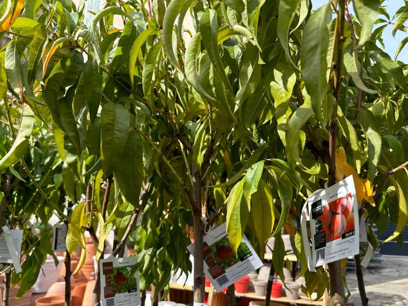 Arbres fruitiers figuier amandier noisetier agrumes dans nos 2 magasins dans votre coopérative agricole près des centres-villes de Sanary et de Six Fours près de Toulon dans le Var