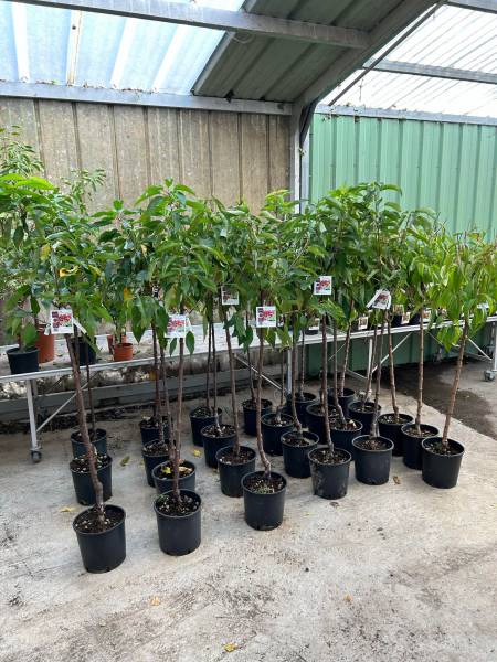 Arbres fruitiers dans nos 2 magasins dans votre coopérative agricole près des centres-villes de Sanary et de Six Fours près de Toulon dans le Var