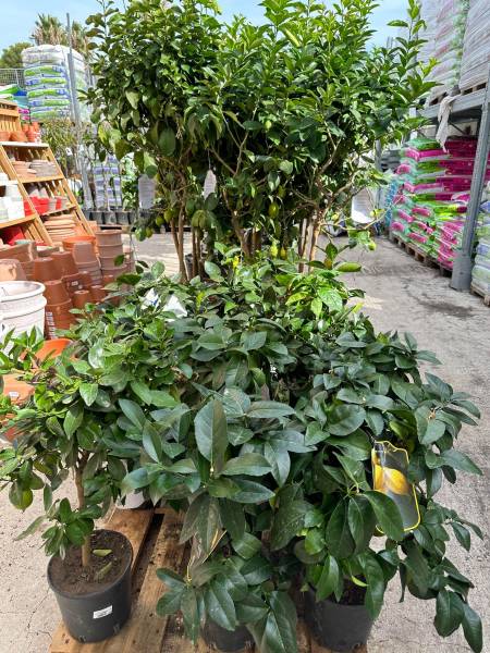 Arbres fruitiers pommier poirier kaki noyer dans votre coopérative agricole Sopavar à Sanary et à Six Fours près de Toulon dans le Var