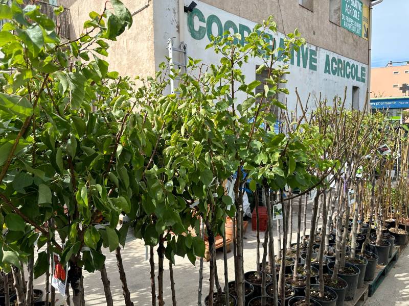 Arbres fruitiers abricotier cerisier prunier pêcher dans votre jardinerie coopérative agricole SOPAVAR à Six Fours et à Sanary près de Toulon dans le Var