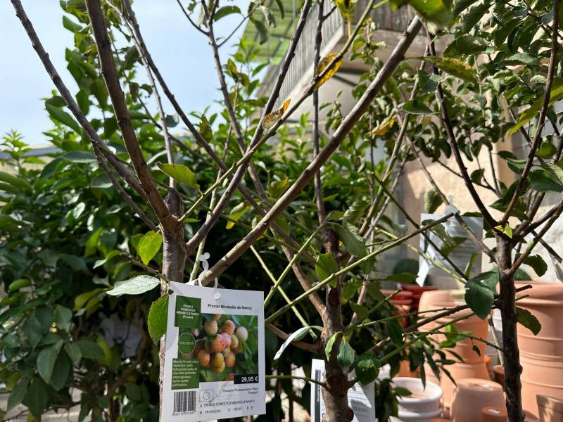 Les arbres fruitiers et les arbustes à petits fruits c’est dans votre jardinerie Sopavar à Sanary et à Six Fours près de Toulon dans le Var