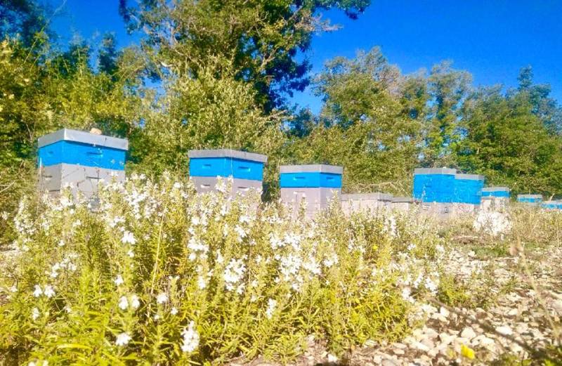 Ruches en Provence de notre producteur local de miel artisanal en vente dans votre jardinerie Sopavar à Sanary et à Six Fours près de Toulon