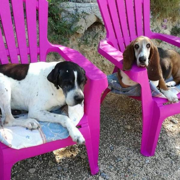 Protection animale à Sanary sur Mer dans le Var Association Rosalie