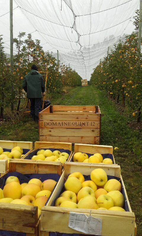 Pommes bio sans pesticides en vente à Sanary-sur-Mer dans la Coopérative Agricole SOPAVAR