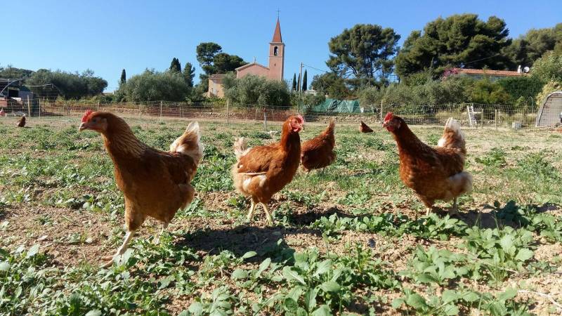 Poules pondeuses élevées en agriculture biologique en plein air produisant des oeufs bio n°0