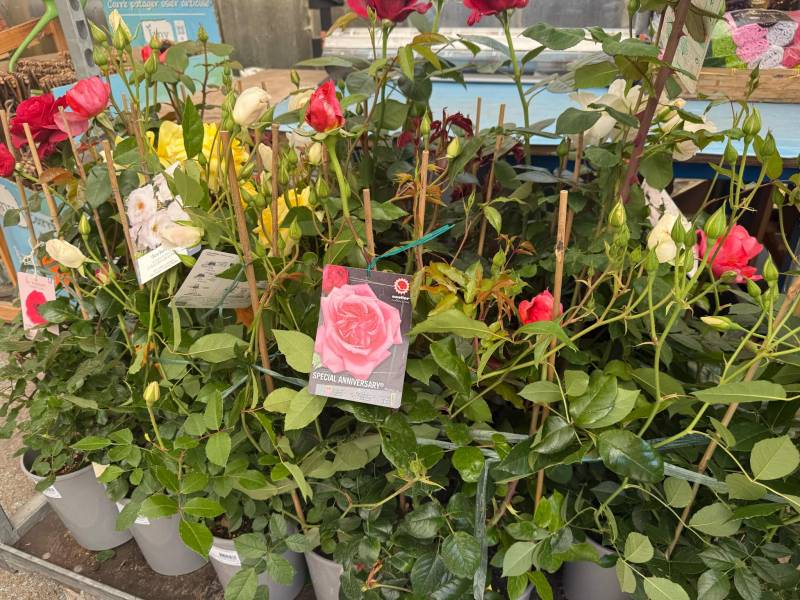 Grand choix de rosiers buissons en jardinerie à Sanary et Six-Fours