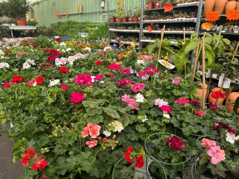 Rosiers made in Var – Vente directe chez Sopavar Coopérative Agricole