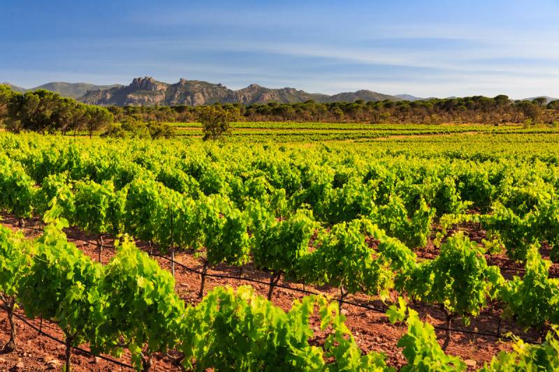 Vignoble varois Chateau Le Rouet au Muy dans le Var. Nous commercialisons une partie de leur gamme de qualité dans votre jardinerie Sopavar