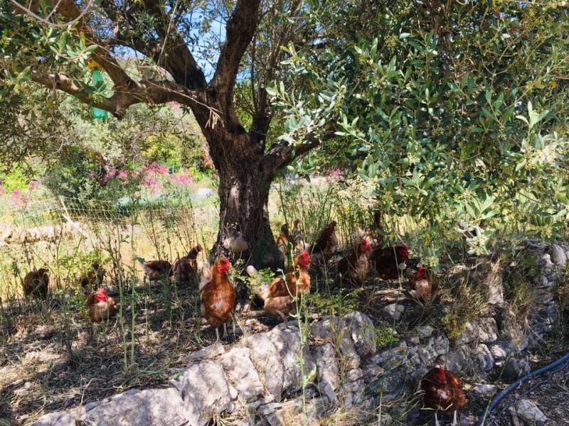 Poules élevées en plein air nourries aux céréales bio Oeufs bio n°0 en vente dans votre coopérative agricole Sopavar à Sanary et à Six Fours près de Toulon