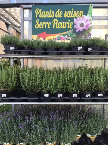 Plants aromatiques moins chers en vente toute l'année à Sanary et à Six Fours près de Toulon