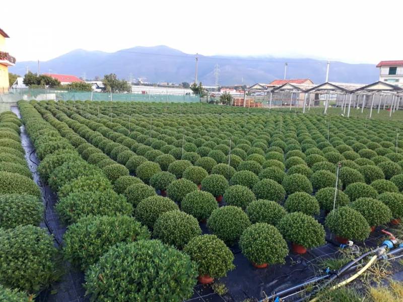 Culture de chrysathèmes petite fleur sur le littoral méditerranéen direct producteur en vente dans votre jardinerie coopérative agricole Sopavar à Sanary et à Six Fours près de Toulon.