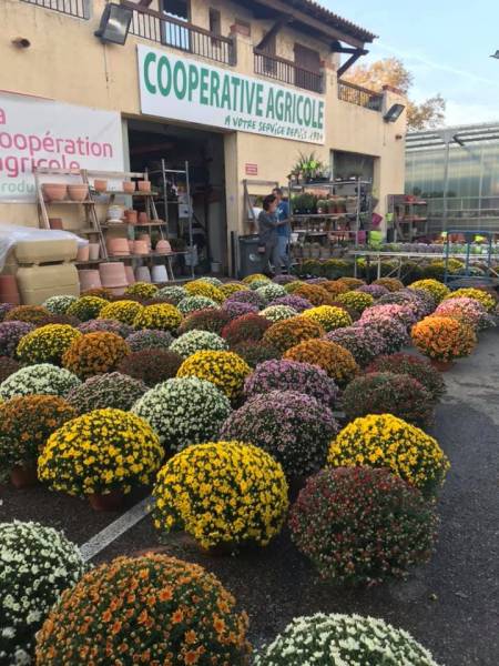 Chrysanthèmes pas cher cultivés sur le littoral méditerranéen plus résistants en vente dans votre jardinerie Sopavar à sanary et à Six Fours près de Toulon.