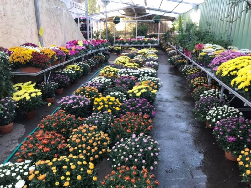Grand choix de chrysanthèmes, cyclamens, bruyères et compositions pour la Toussaint en vente dans vos jardienries coopérative agricole Sopavar à Six Fours et à Sanary près de Toulon dans le Var.