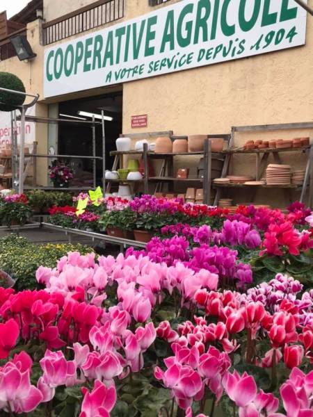 Cyclamens direct producteur cultivés en région méditerranéennes en vente dans votre jardinerie coopérative Sopavar à Sanary et à Six fours près de Toulon
