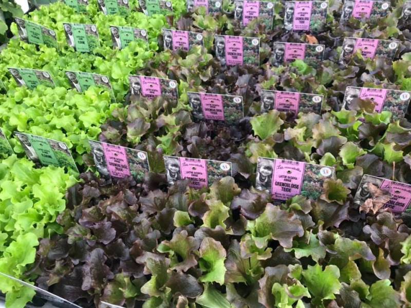 Barquette de salade, choux, poireaux, oignons dans votre jardinerie Sopavar à Sanary et à six Fours dans le Var