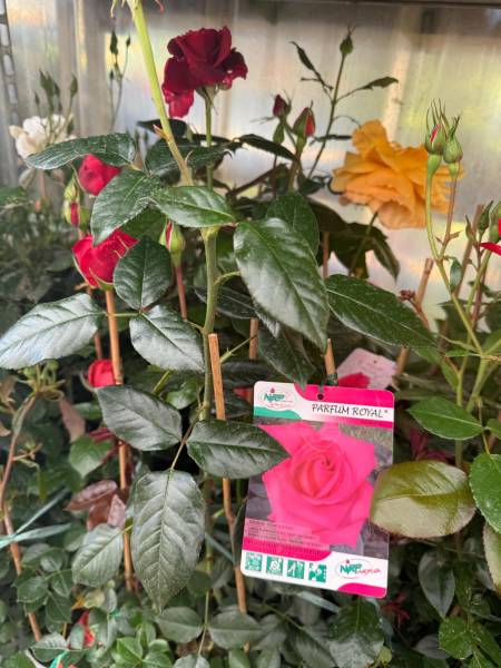 Rosiers buissons de production locale en vente à la jardinerie Sopavar Sanary