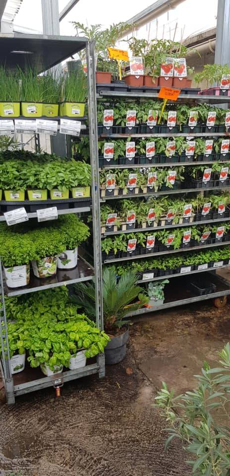 Aromates moins cher Rapport qualité prix imbattable Prix Promo Grand choix de plantes aromatiques et de basilic Ocimum basilicum dans votre coopérative agricole Sopavar à Six Fours et à Sanary près de Toulon dans le Var