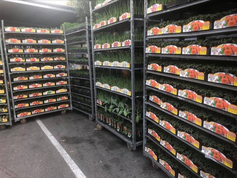 Grand choix de variétés de plants de Tomates godet et greffés moins cher dans nos jardineries Sopavar à Sanary et à Six Fours près de Toulon dans le Var