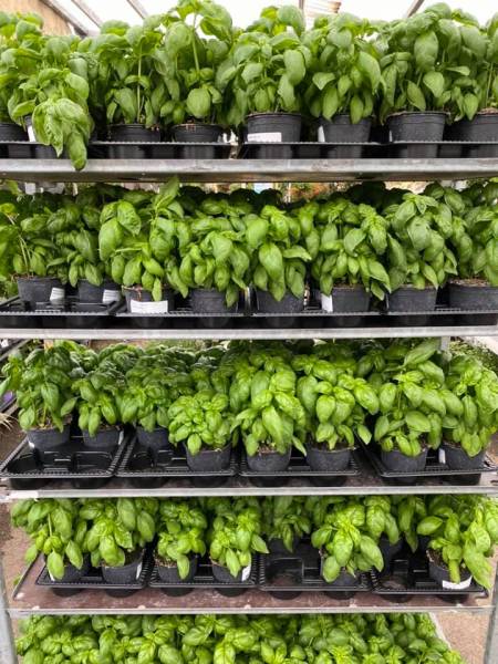 Plants de basilics  grand choix d’aromates dans votre jardinerie coopérative agricole Sopavar à sanary et à Six Fours près de Toulon dans le Var