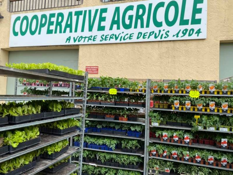 Plant de tomates BIO Moins Cher 100% français dans votre jardinerie coopérative agricole SOPAVAR à Six Fours et à Sanary près de Toulon dans le Var
