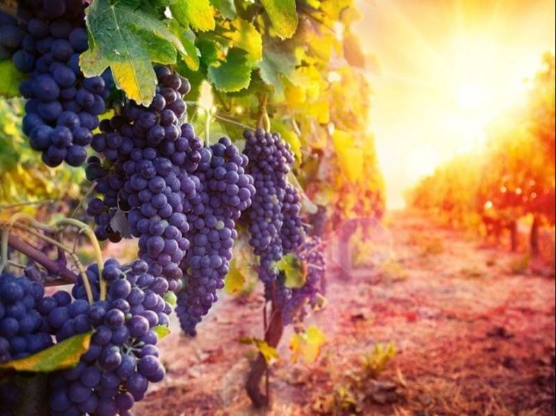 Vignoble dans le Gigondas à prix canon moins cher à la coopérative agricole Sopavar à Six Fours et à Sanary près de Toulon dans le Var