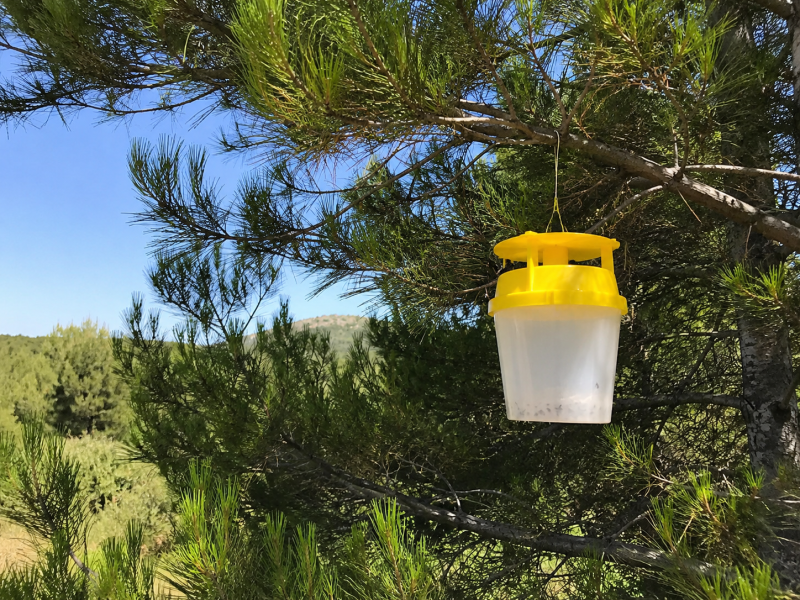 Piège processionnaire du pin avec capsule de phéromone au meilleur prix à Sanary et Six-Fours
