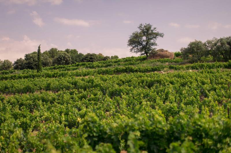 Domaine Rocher des Dames AOC Beaumes de Venise moins cher dans vos coopératives agricoles de Sanary et de Six Fours près de Toulon dans le Var