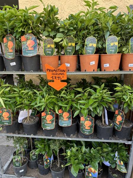 Oranger Clementinier Mandarinier en Promo dans votre jardinerie coopérative agricole SOPAVAR à Six Fours et à Sanary près de Toulon dans le Var