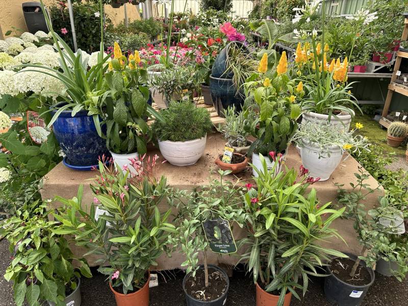 Grand choix de plantes prix promo toute l’année dans votre jardinerie coopérative agricole SOPAVAR à Sanary et à Six Fours près de Toulon dans le Var