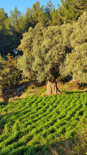 Huile d’olive BIO de Provence – Produit local disponible à Sanary et Six-Fours