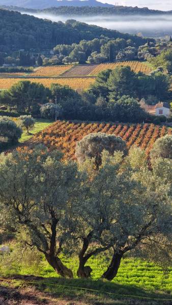 Huile d’olive bio locale de Sanary-sur-Mer en vente chez SOPAVAR dans le Var