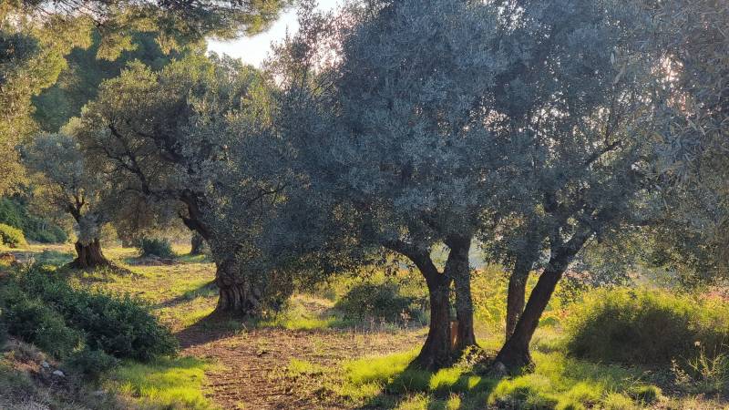 Huile d’olive artisanale bio du Var – Saveur fruitée locale à Toulon et alentours