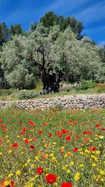 Acheter huile d’olive bio locale à Sanary et Six-Fours près de Toulon – SOPAVAR