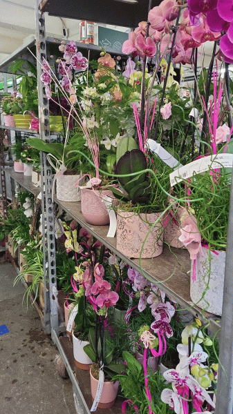 Compositions de bouquets et de plantes fleuries en pot à offrir pour la fête des mères dans votre jardinerie coopérative agricole Sopavar à sanary et à Six Fours près de Toulon dans le Var