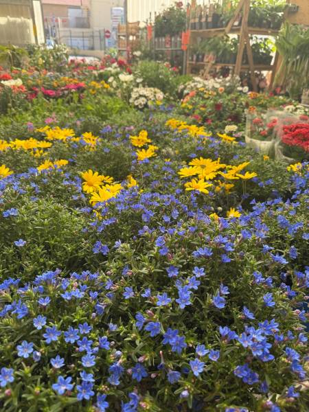 Production locale de rosiers – Vente en jardinerie Sopavar dans le Var